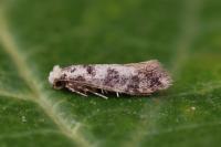 Infurcitinea albicomella