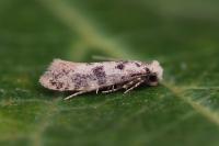 Infurcitinea albicomella
