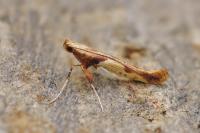 Caloptilia fribergensis