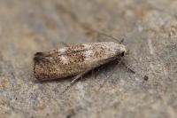 Elachista lugdunensis