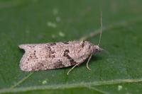 Cnephasia communana
