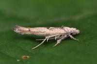 Zelleria oleastrella