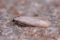 Dysspastus fallax