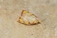 Acleris bergmanniana