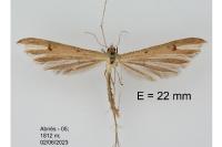 Stenoptilia islandica