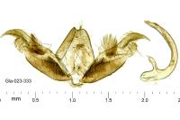 Stenoptilia islandica