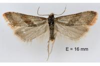 Falseuncaria ruficiliana