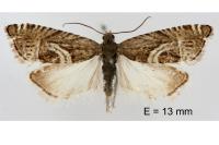 Grapholita jungiella