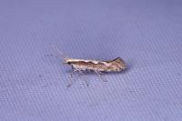 Plutella xylostella