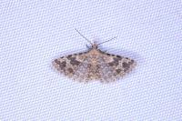 Alucita hexadactyla