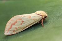Hepialus humuli