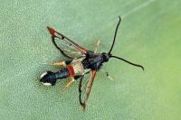 Synanthedon formicaeformis