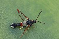 Synanthedon formicaeformis