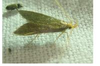 Eurodachtha pallicornella