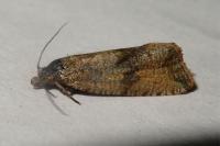Celypha striana