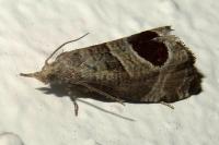 Notocelia uddmanniana