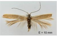 Coleophora albicostella