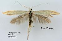 Coleophora nutantella