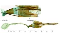 Coleophora nutantella