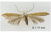 Coleophora vulnerariae