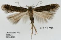 Aproaerema sangiella