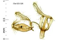 Aproaerema sangiella