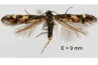 Mompha miscella