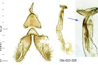 Mompha miscella