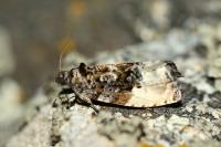 Hedya nubiferana