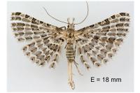 Alucita grammodactyla