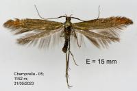 Coleophora deauratella