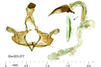 Coleophora deauratella