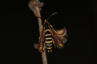 Bembecia