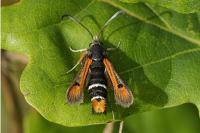 Pyropteron chrysidiforme
