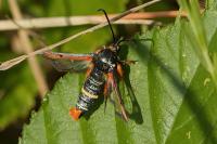 Pyropteron chrysidiforme