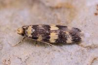 Oegoconia caradjai