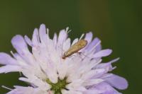 Nemophora metallica