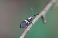 Dasycera oliviella