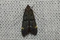 Dichomeris alacella