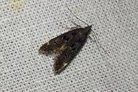 Dichomeris alacella