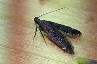 Dichomeris alacella
