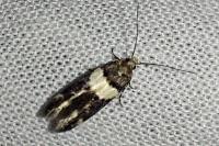 Recurvaria leucatella