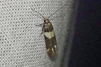 Recurvaria leucatella