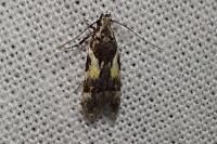 Teleiodes luculella