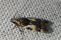Teleiodes luculella