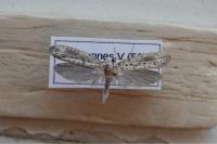 Yponomeuta irrorella