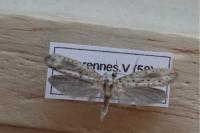 Yponomeuta irrorella