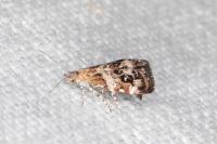 Tebenna micalis