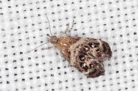 Tebenna micalis