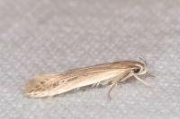 Limnaecia phragmitella